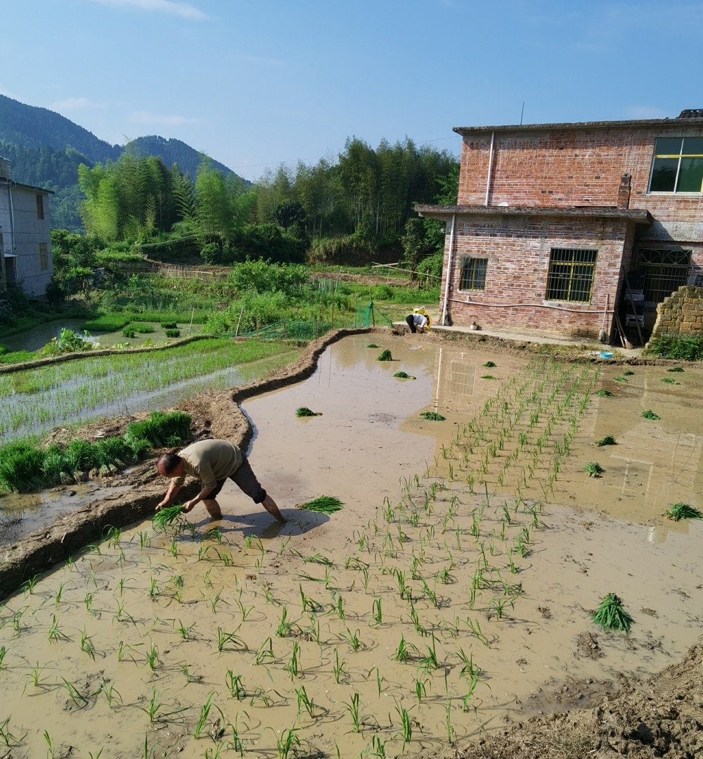 清泉镇：抛荒治理初显成效