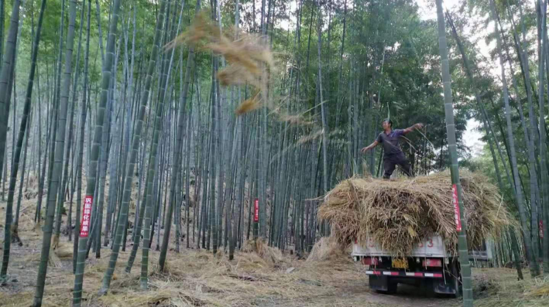 桥头乡：巧用小秸秆 书写乡村振兴大文章