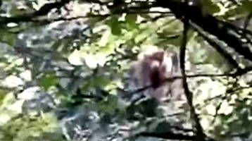 湖南八面山国家级自然保护区发现野生猴群