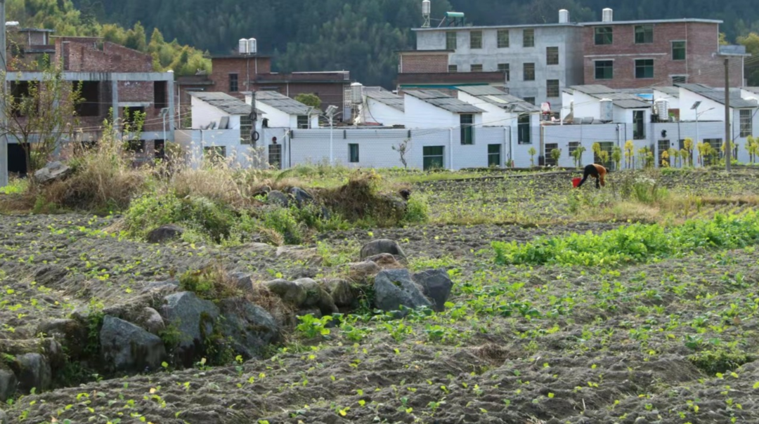 新坊乡：稻油轮作助增收
