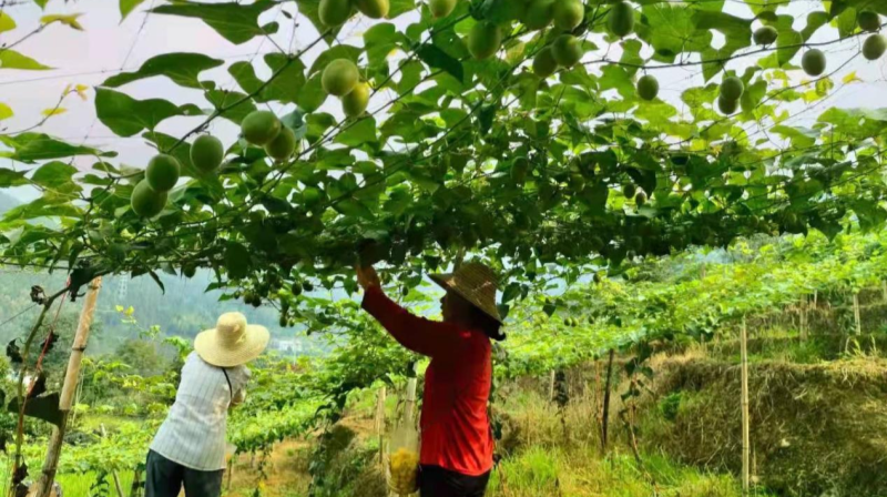 沙田镇：发展优势产业 助力乡村振兴