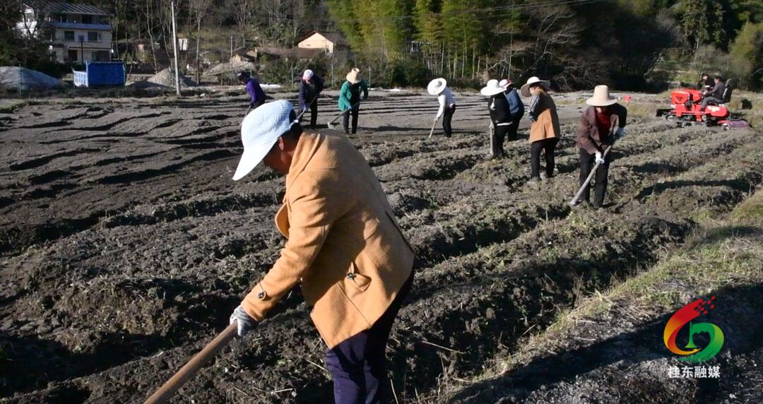 沤江镇上东村：中药材基地春耕忙