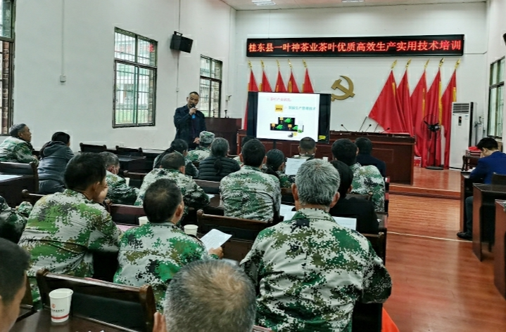 清泉镇：开展茶叶优质高效生产技能培训
