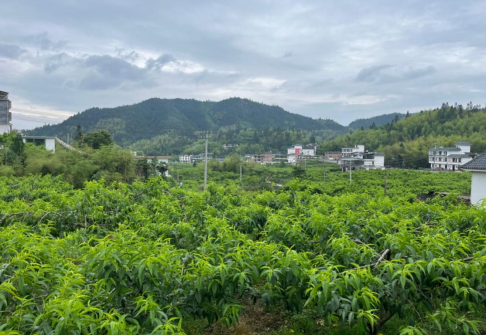 【驻村帮扶工作队】沤江镇青竹村：产业发展助推乡村振兴