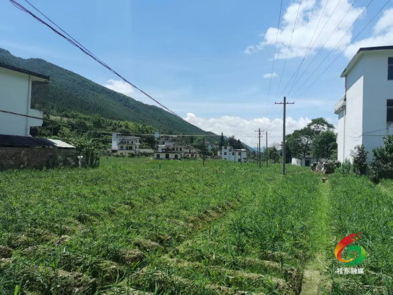【驻村帮扶工作队】沙田豪里村：产业兴旺正当时，乡风文明气象新