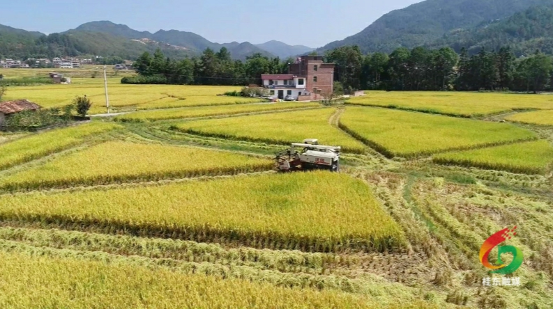 “粮”辰美景收割忙