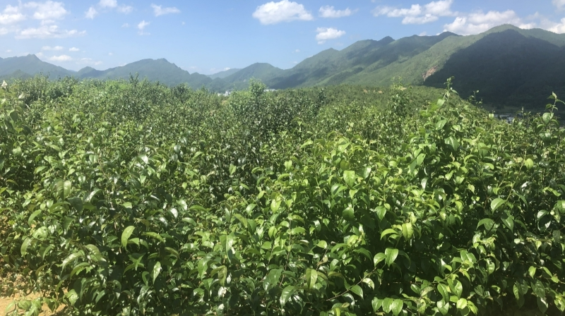 桂东：24万亩中药材成群众致富的“绿色银行”