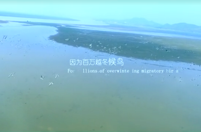 《守候》——候鸟保护，人人有责