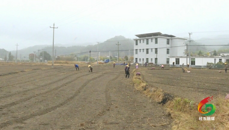 寨前镇槐村村奏响冬种序曲