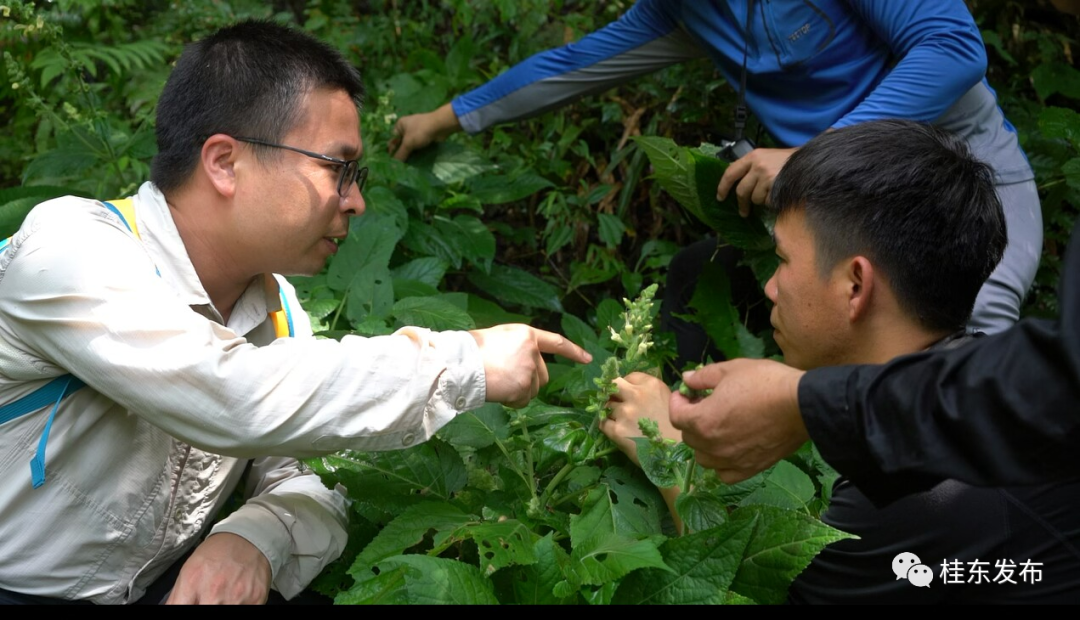 齐云峰国家森林公园发现植物新物种——桂东鼠尾草