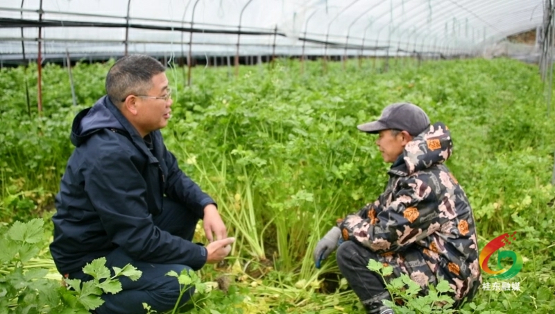 县农业农村局深入一线指导农业生产防寒抗冻