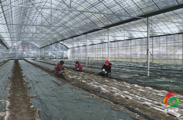 寨前新坑村：冬种羊肚菌 “孕育”致富增收新希望