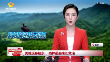 秃鹫现身桂东 精神萎靡赴长救治