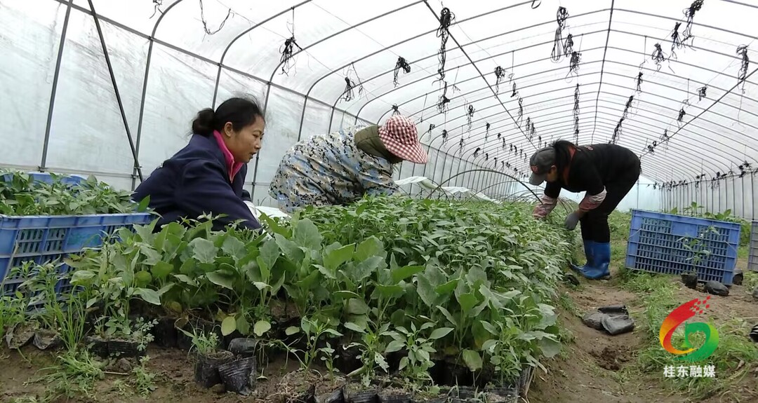 人勤春来早：大塘镇全溪村辣椒种植忙