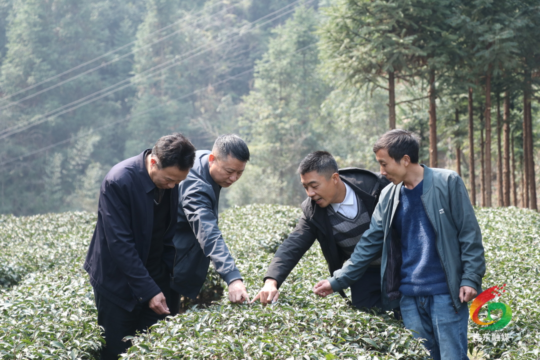 担当作为好支书|张乾勇：魅力畲族村的领路人