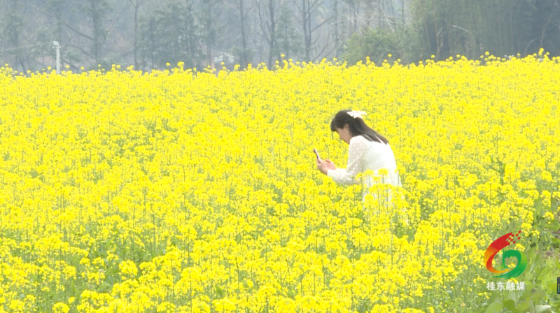 旅发进行时|大塘全溪：油菜花开乡村美游客踏青赏花来