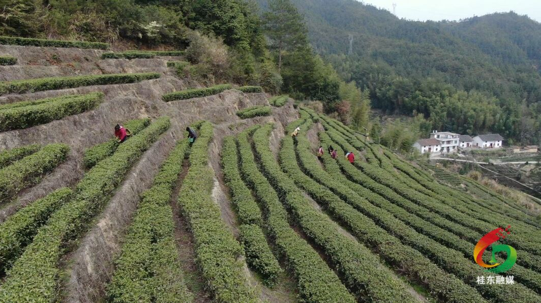 人勤春来早|春风头茬春茶香 茶农茶商笑开颜