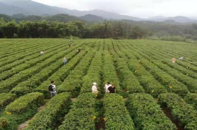 桥头乡：当年筑巢引凤  如今满山茶香