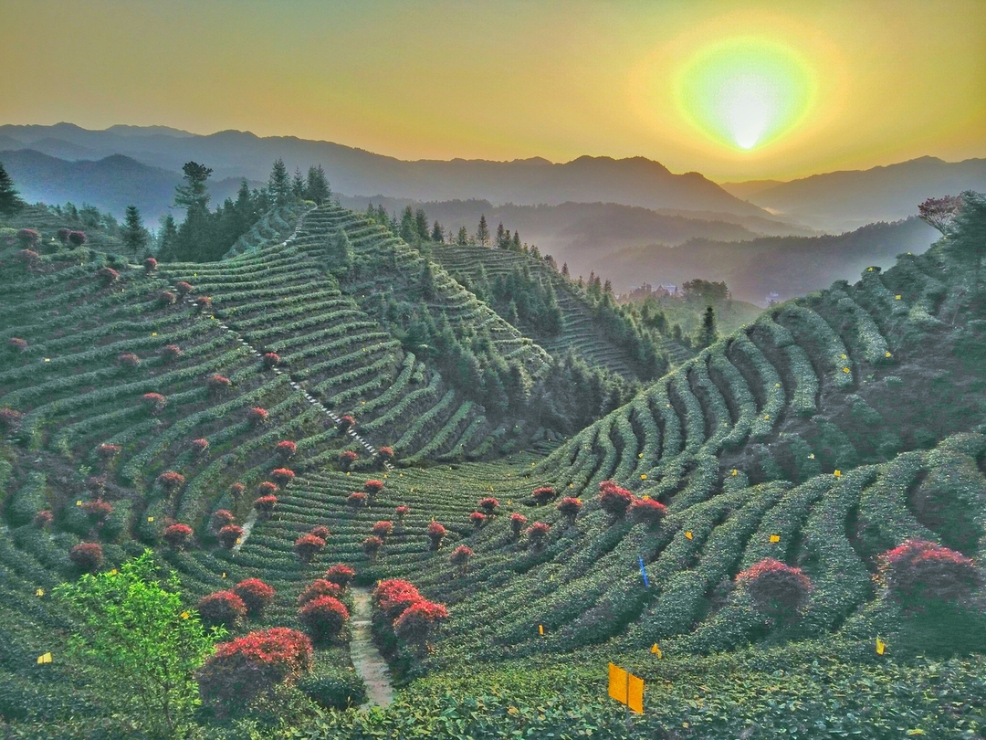 桂东印象之：缕缕茶香 一泓清泉