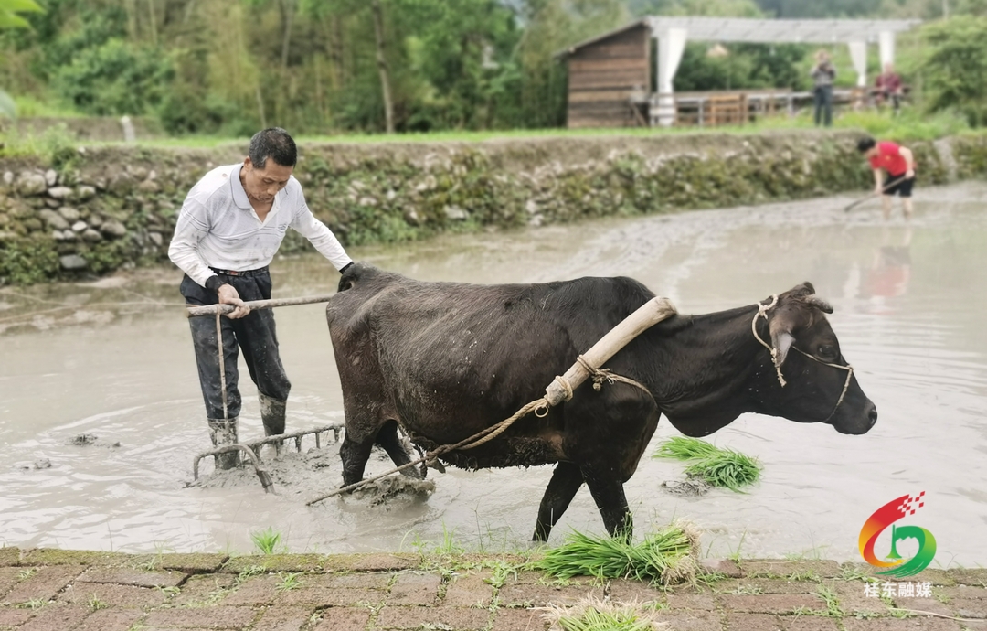 县摄影家协会：开展农耕采风 助力乡村振兴