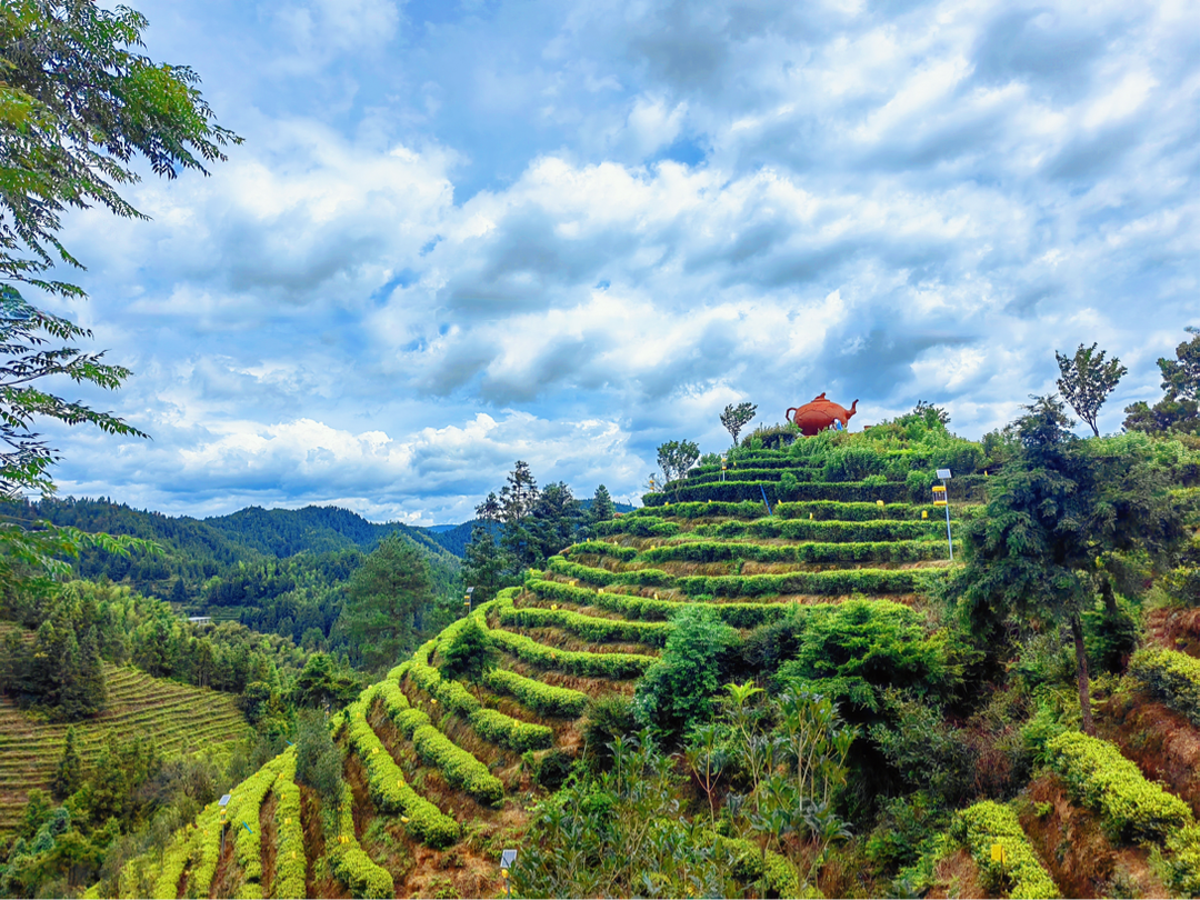 深入红色故地  探秘茶叶飘“乡”