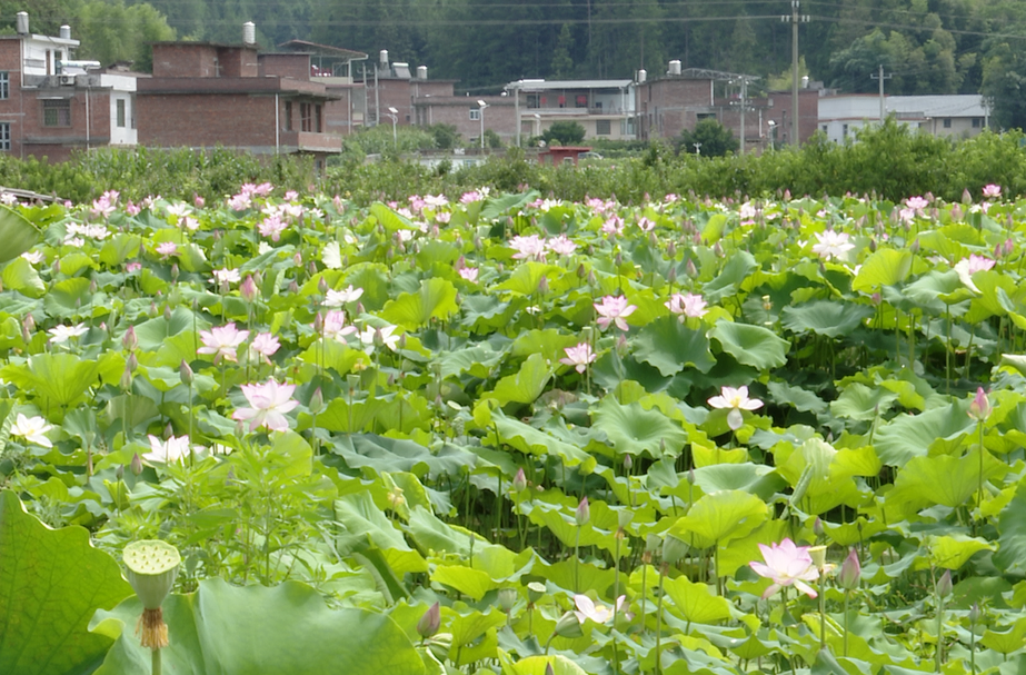 寨前：荷花争相盛开 游客纷至沓来