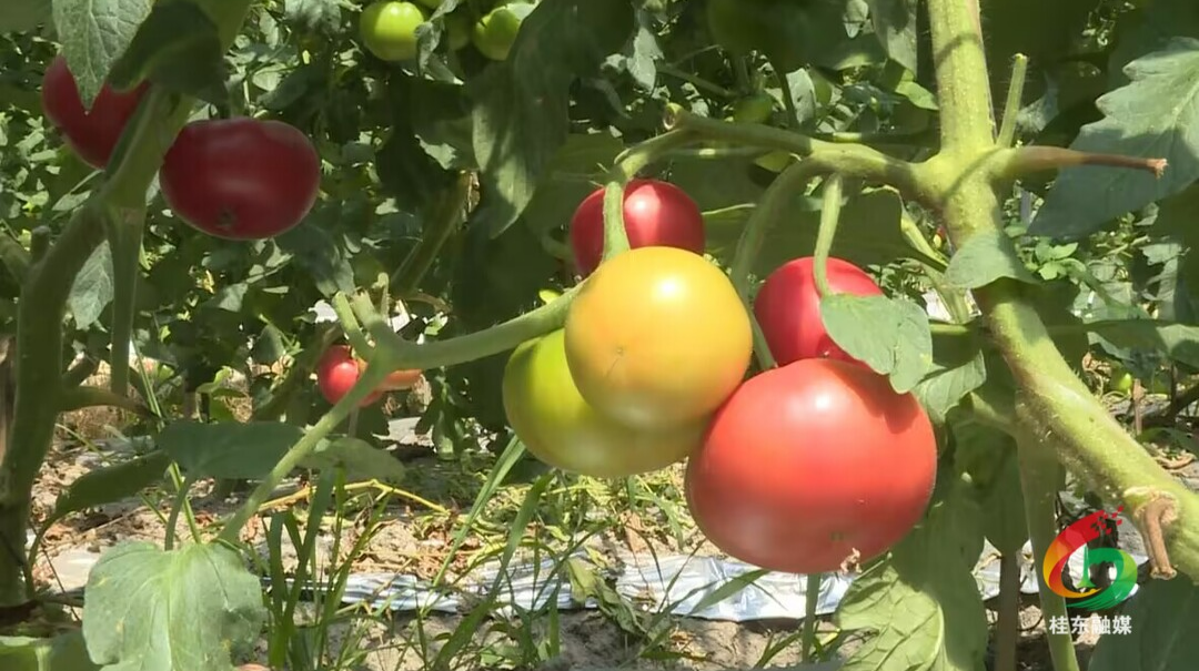 炎炎夏日好去处  农耕基地采摘游