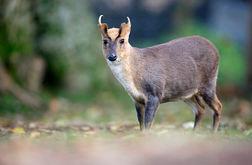 两种国家重点保护野生动物“亮相”八面山