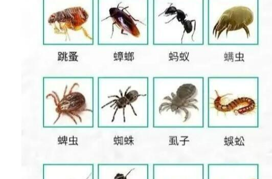 远离病媒侵害，你我共享健康