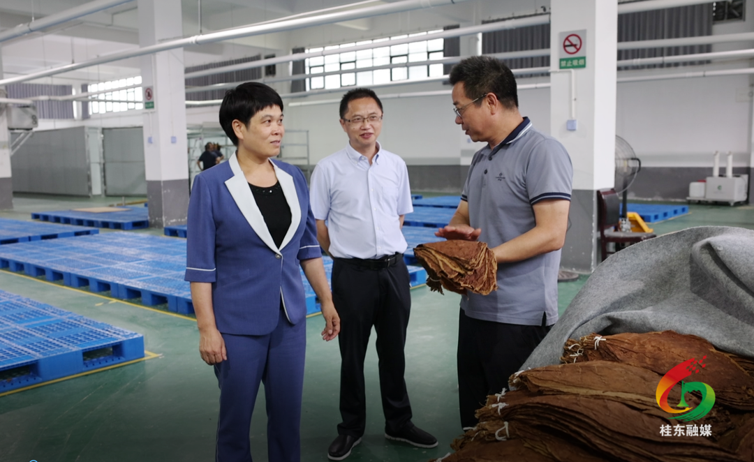 刘真调研雪茄烟叶产业发展工作