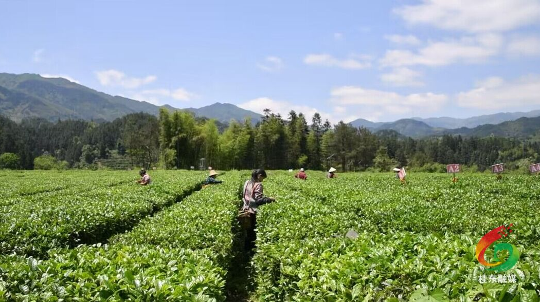桥头乡：秋茶辽叶鼓起了村民的钱袋子