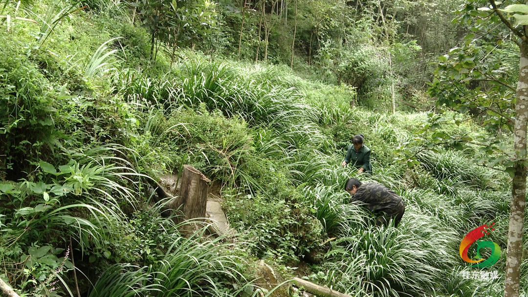 青山乡：产业转型谋发展 富民强村话新篇