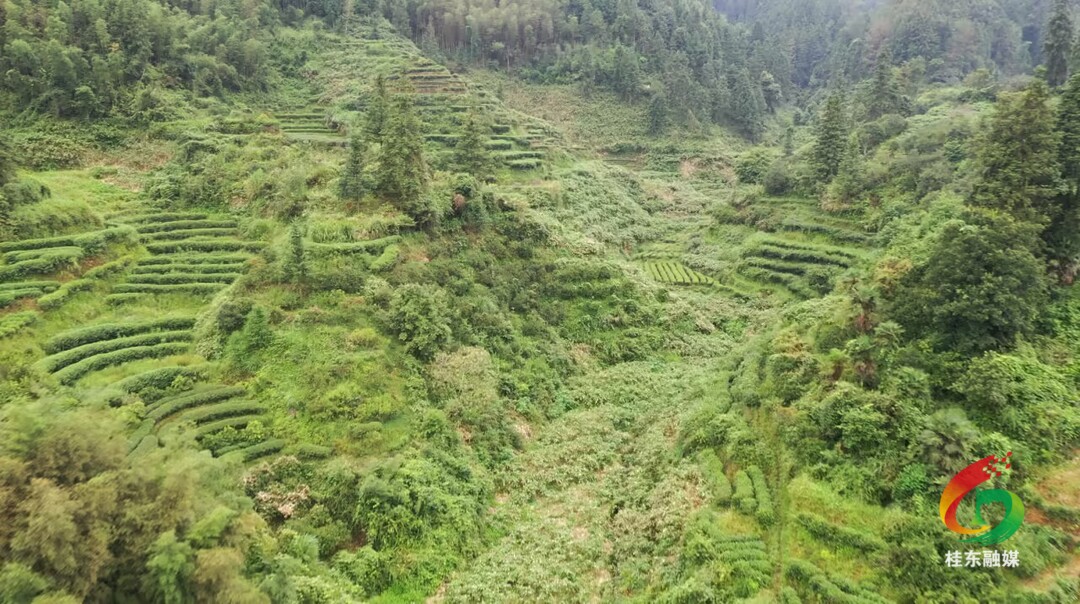 清泉：抓住产业兴旺“牛鼻子”  谱写乡村振兴“新篇章”