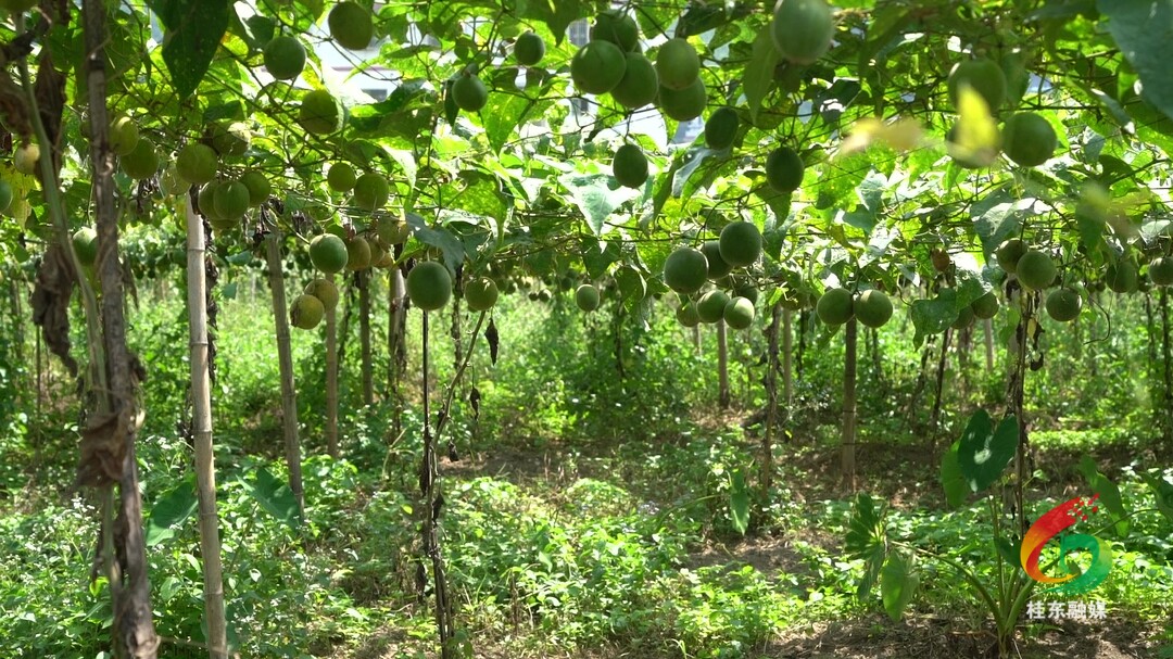 沙田镇探索产业发展新模式结出累累硕果