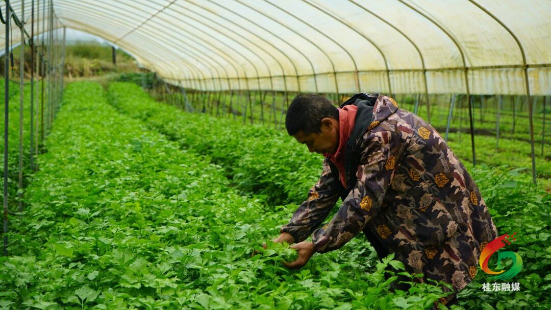 高山蔬菜喜丰收 群众家门口就业增收