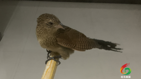 国家二级重点保护野生动物小鸦鹃现身八面山