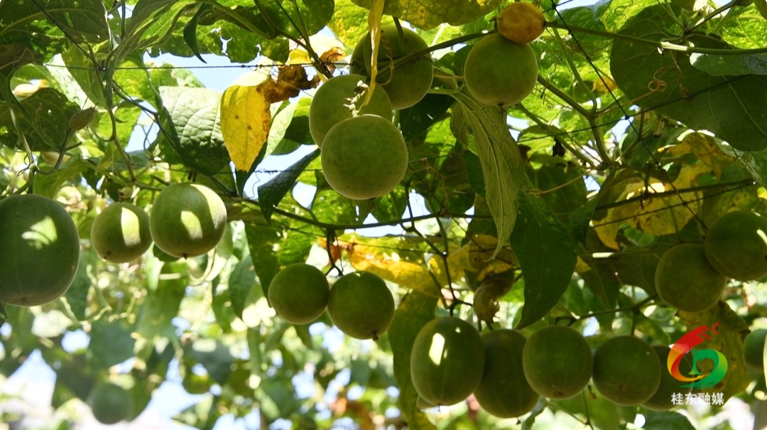 沙田镇：小小罗汉果 种出乡村振兴好“钱”景