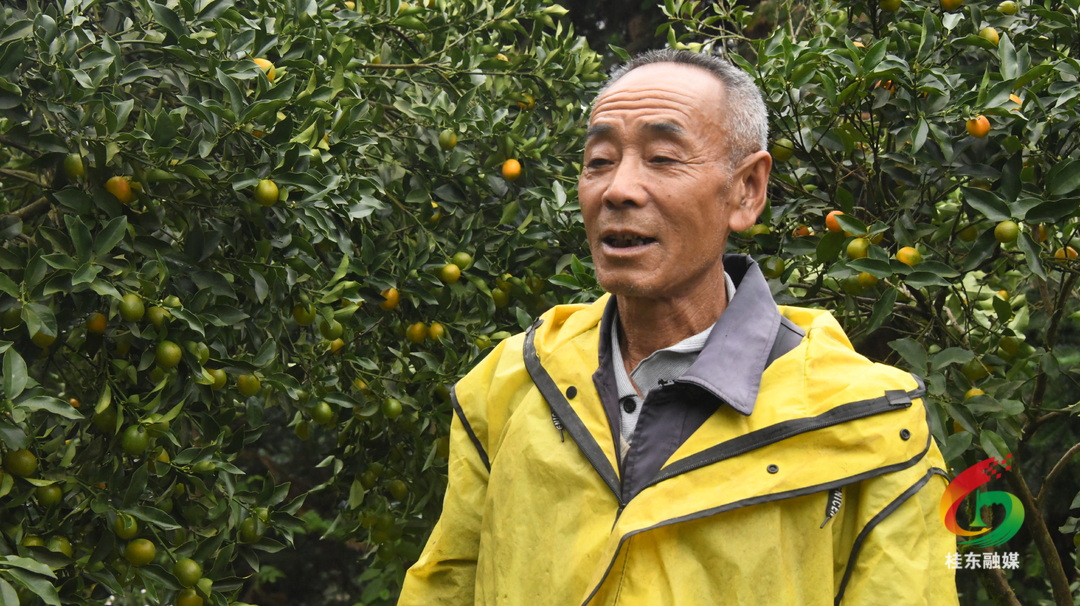 清泉镇：金桔满枝头 果农喜丰收