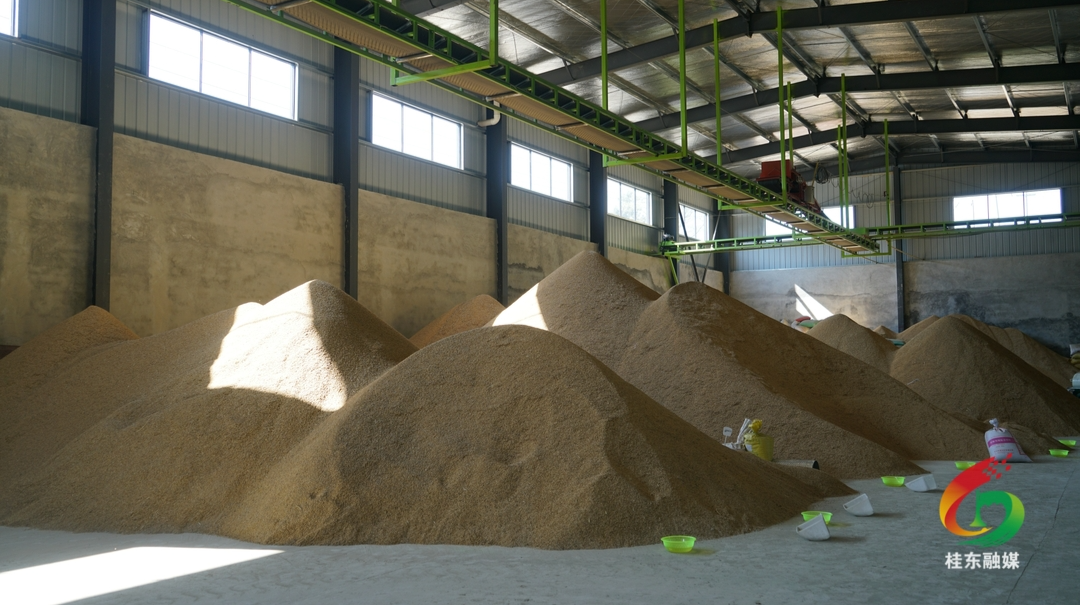 大塘镇：“冷水米”做成“热产业”  乡村振兴有“稻”