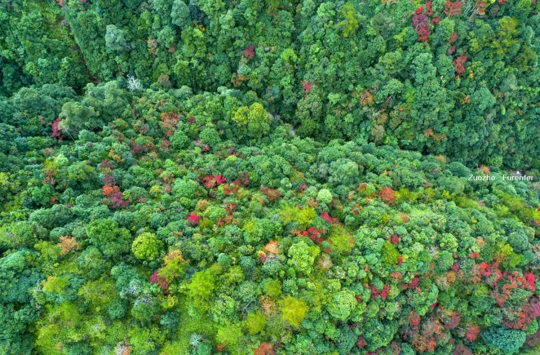 东洛五彩林！大自然的调色盘
