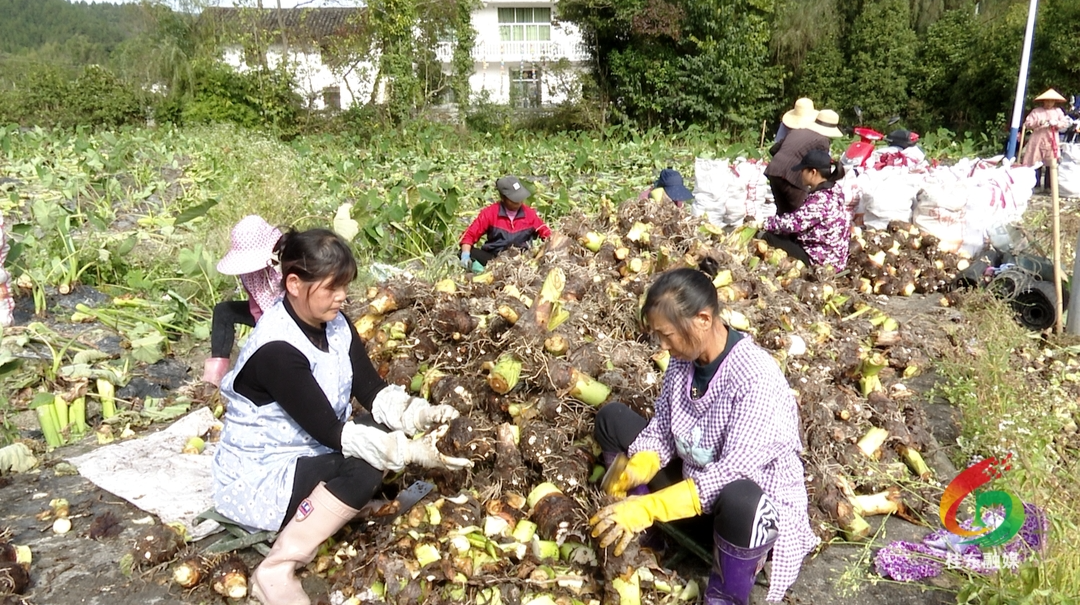 寨前镇：百亩香芋迎丰收 走出乡村富“芋”路
