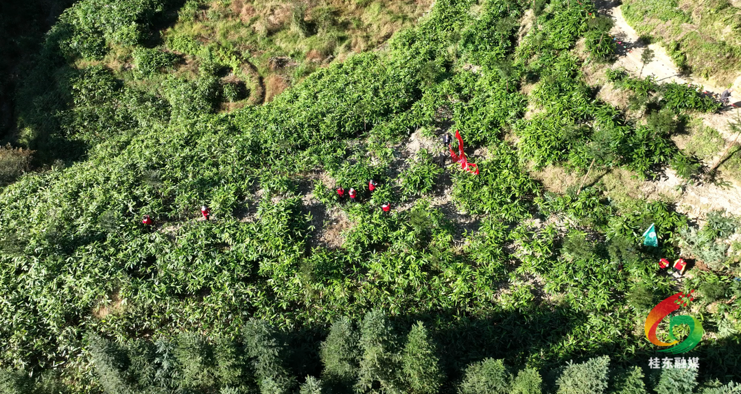 陈登辉：科学育苗 补链延链 助力粽叶产业高质量发展