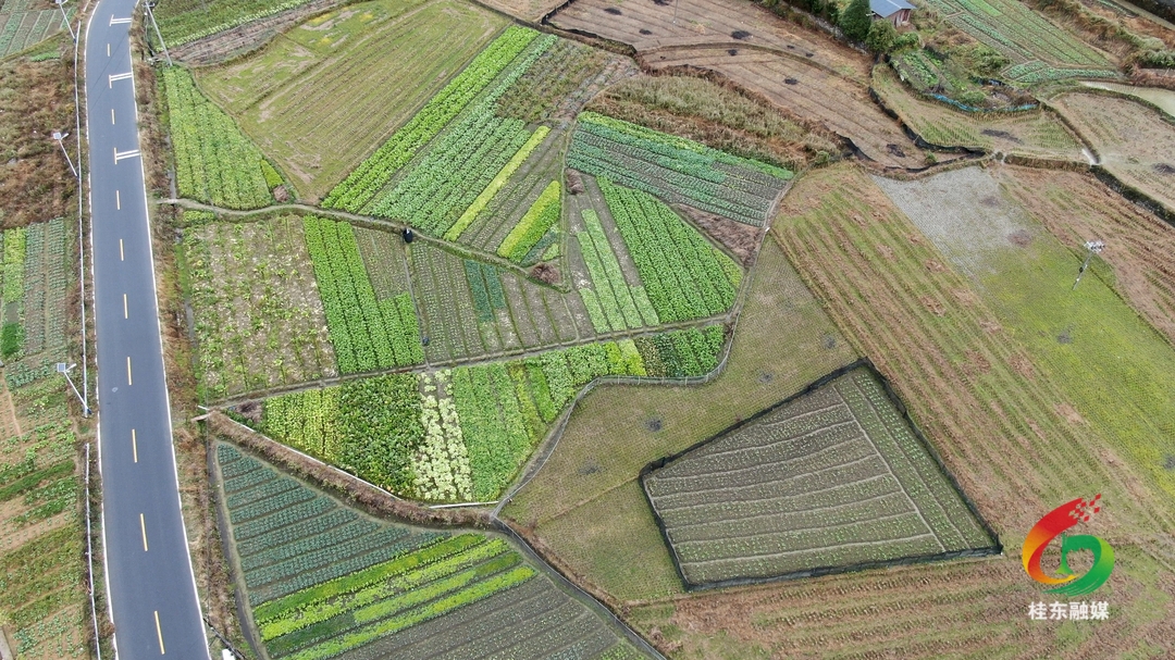 代表委员风采|黄秀平：乐当百姓“传话筒” 争当发展“领路人”