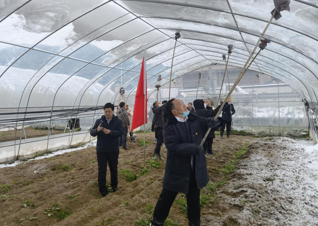 寨前镇：干群齐心抗冰雪 保菜棚暖民企