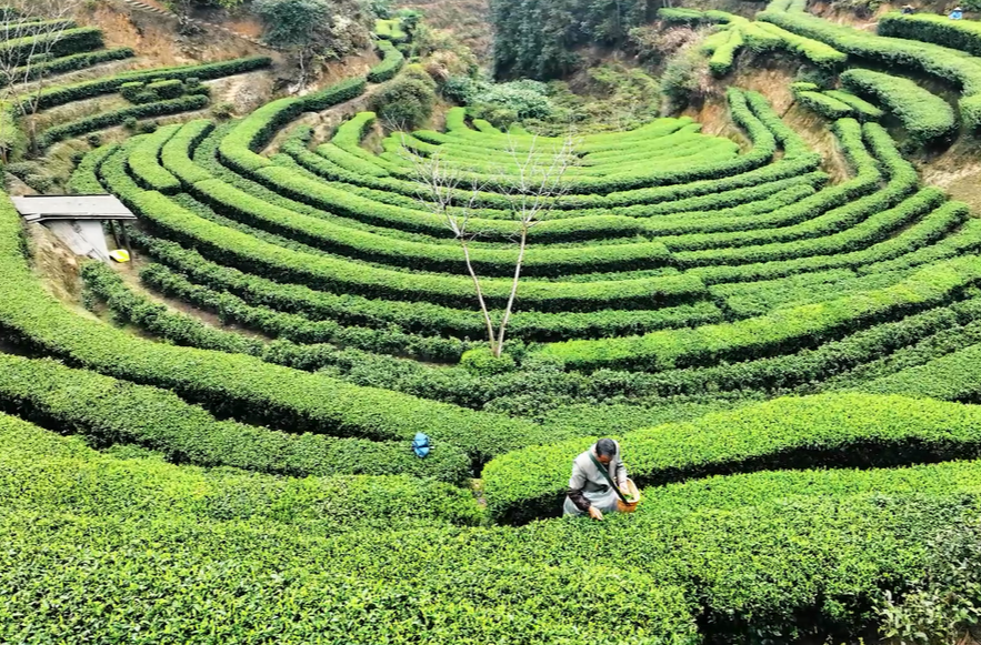新春走基层|清泉：首单200吨 茶产业喜迎“开门红”