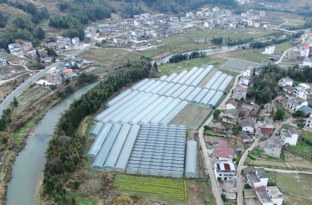 新春走基层|人勤春来早 大棚蔬菜育苗忙
