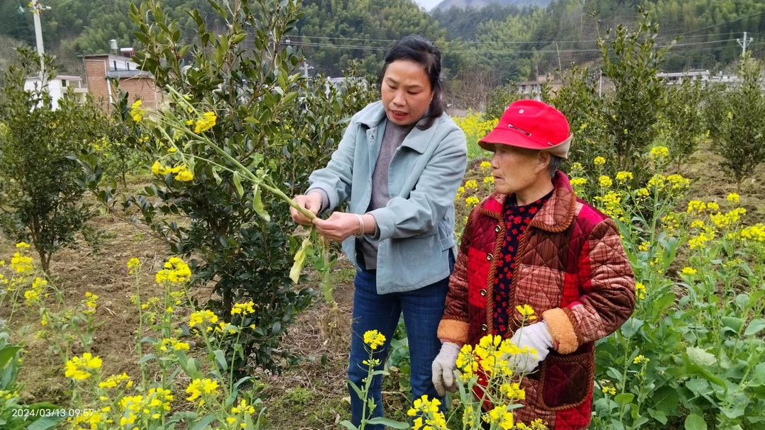 沤江镇：农技指导下田间 助力油菜增产增效