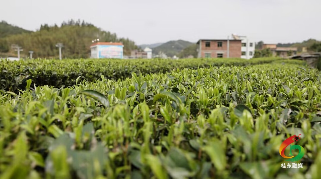 人勤春来早|清泉镇：春茶飘香采摘忙