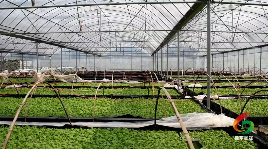 人勤春来早｜普乐镇：雪茄烟种植如火如荼 产业振兴跑出“茄”速度