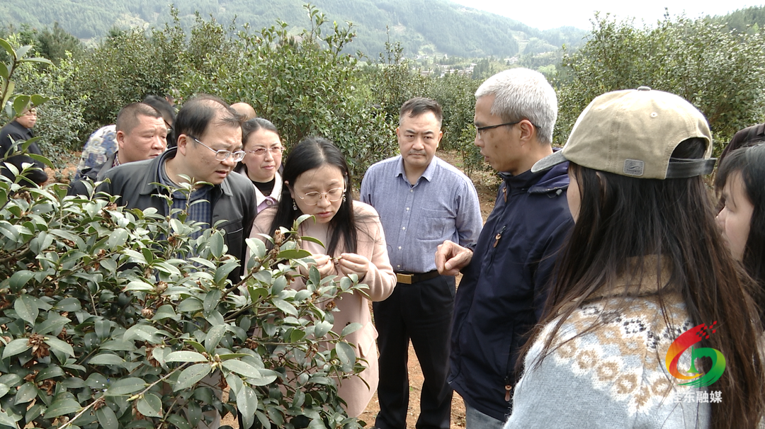 桂东举办油茶产业高质量发展技术培训